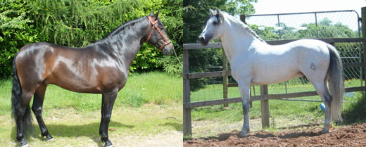 Andalusians For Sale - Millpark Andalusian Stud, Leicester, UK 